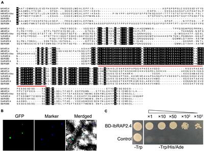 Different Functions of IbRAP2.4, a Drought-Responsive AP2/ERF Transcription Factor, in Regulating Root Development Between Arabidopsis and Sweetpotato